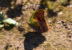 Charaxes candiope