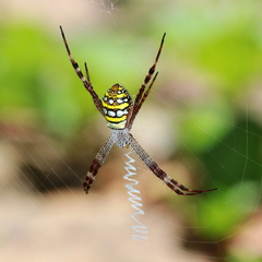 Argiope picta