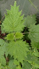 Urtica thunbergiana