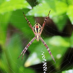 Argiope picta