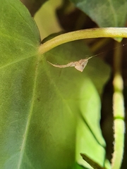 Uloborus