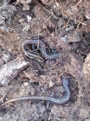 Chiropterotriton orculus