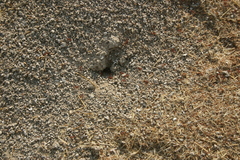 Pogonomyrmex salinus