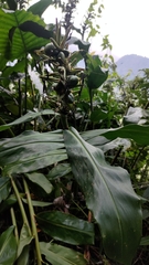 Hedychium