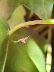 Uloborus