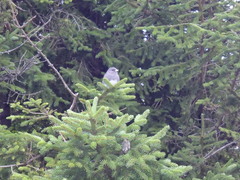 Junco hyemalis carolinensis