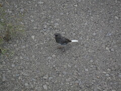 Junco hyemalis carolinensis