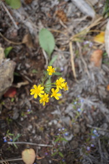 Senecio integerrimus
