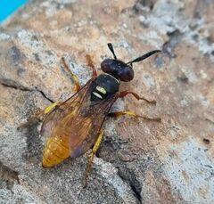 Philanthus triangulum diadema