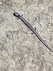 Batrachoseps attenuatus