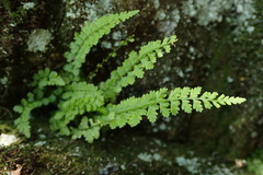 Asplenium incisum