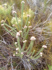 Leucospermum truncatulum
