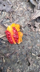 Hedychium