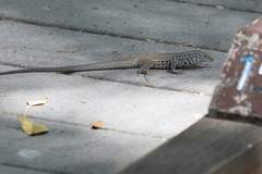 Aspidoscelis tigris tigris