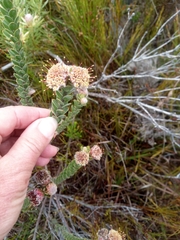 Leucospermum truncatulum