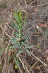 Lasiosiphon capitatus