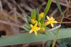 Lasiosiphon capitatus