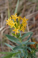 Lasiosiphon capitatus