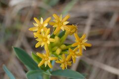 Lasiosiphon capitatus