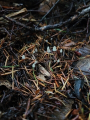 Mycena deceptor