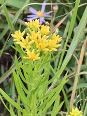Euthamia leptocephala