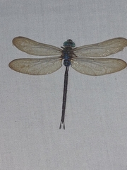 Gynacantha subinterrupta