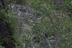 Cyanothamnus anemonifolius variabilis