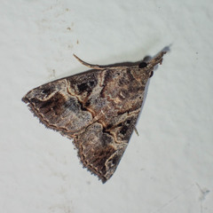 Hypena laceratalis