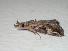 Hypena laceratalis