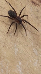 Tegenaria domestica
