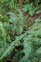 Polystichum tripteron