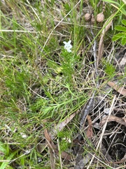 Asperula scoparia scoparia