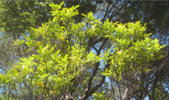 Pterophylla sylvicola