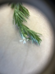 Asperula scoparia scoparia