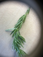 Asperula scoparia scoparia