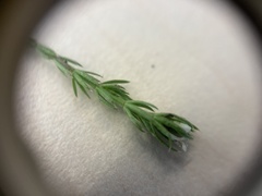 Asperula scoparia scoparia