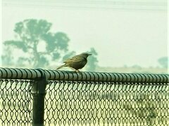 Cincloramphus cruralis