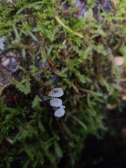 Hemimycena pseudocrispula