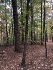 Quercus montana