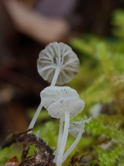 Hemimycena pseudocrispula