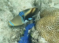 Rhinecanthus aculeatus