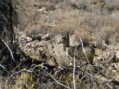 Hippocamelus antisensis