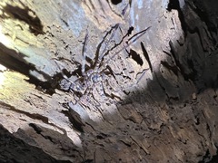Heteropoda procera