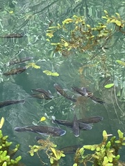 Sarotherodon melanotheron