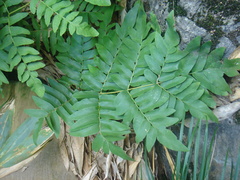 Osmunda japonica