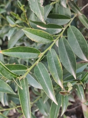 Eurya japonica