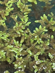 Ceratophyllum demersum