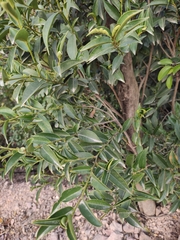 Eurya japonica
