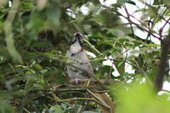 Saltator atriceps