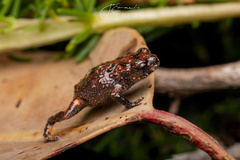 Nicholl's Toadlet photo 2